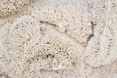 Corallium blanc